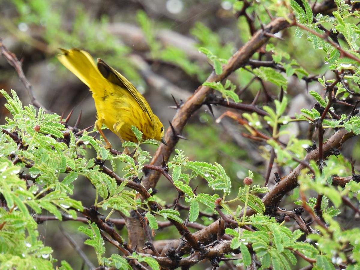 Yellow Warbler (Golden) - ML612785103