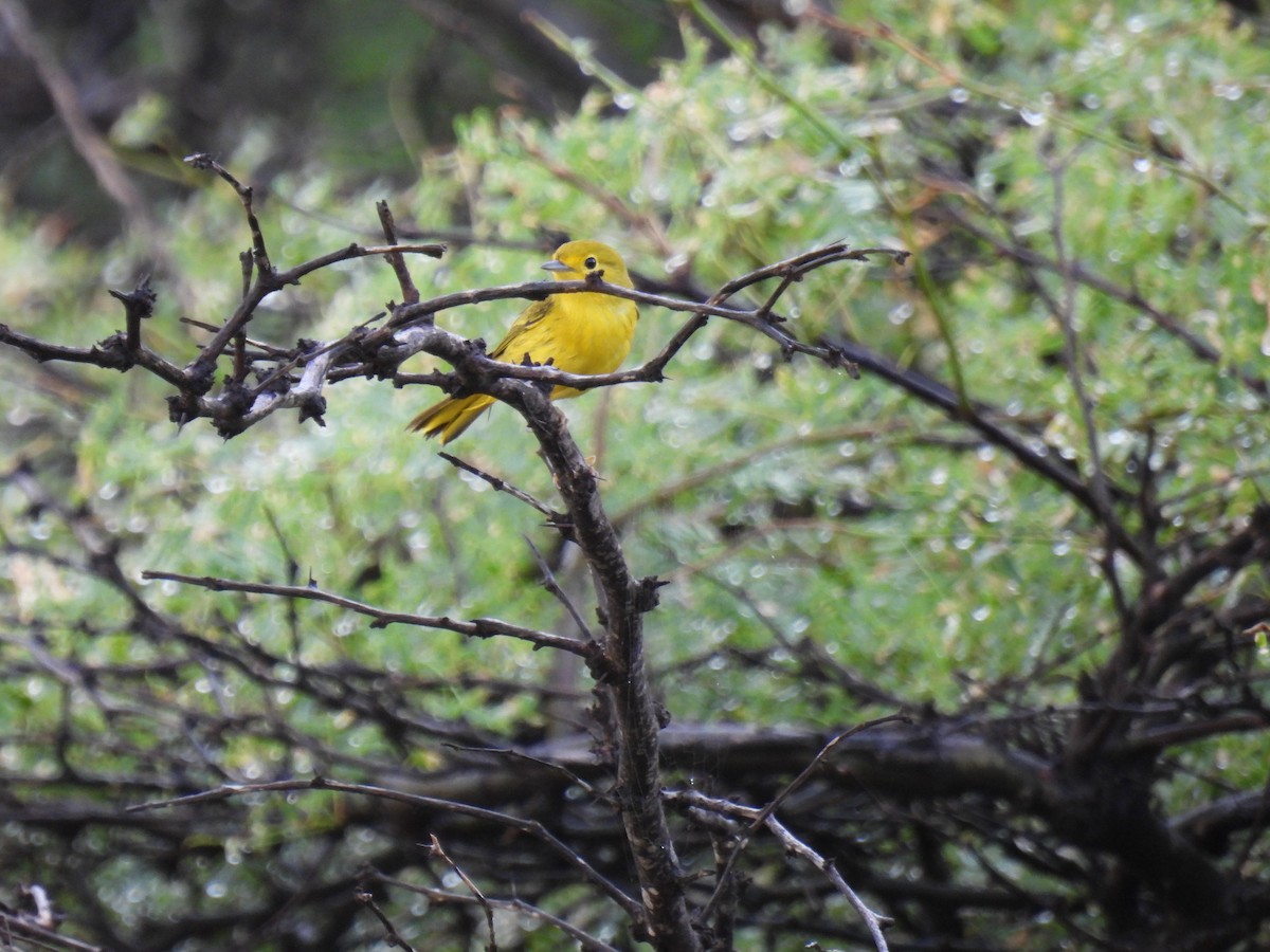 Yellow Warbler (Golden) - Tim Flight