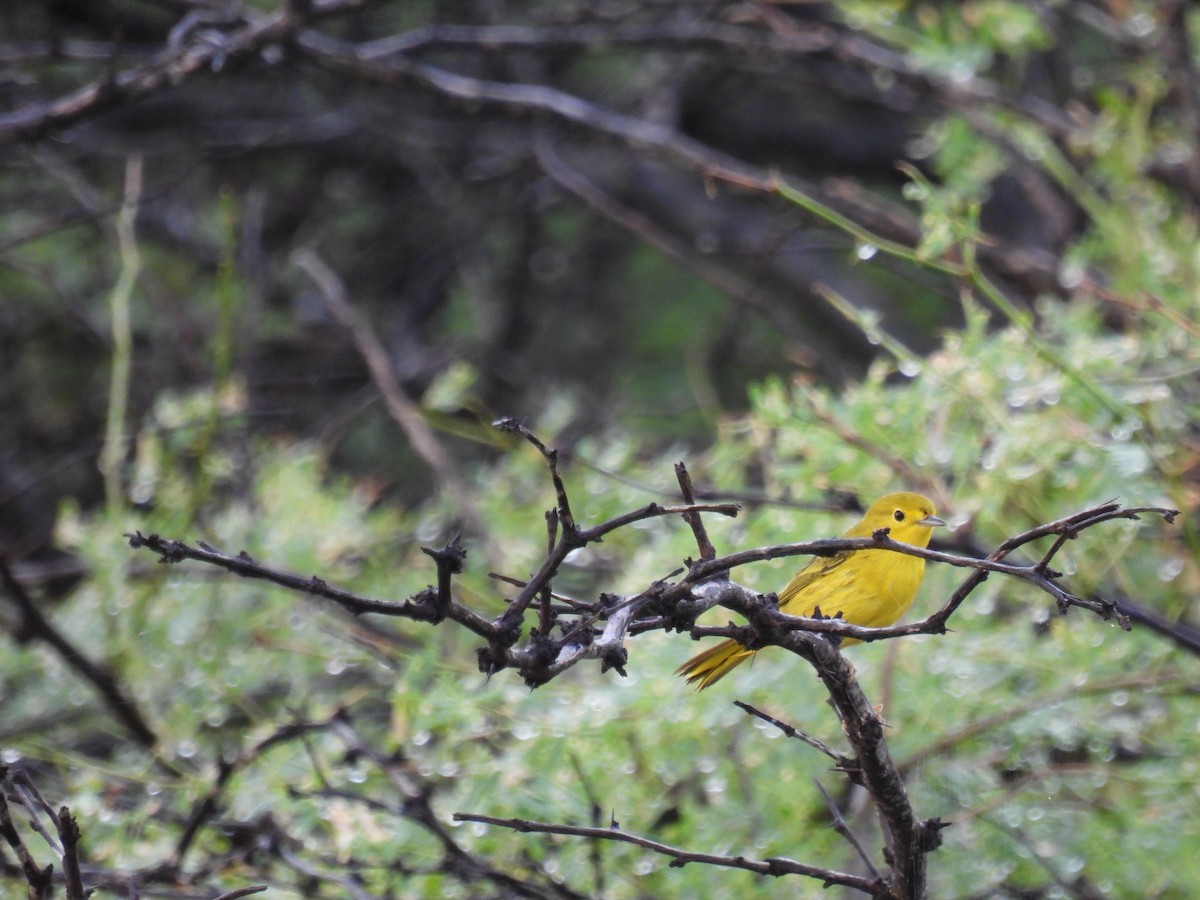 Yellow Warbler (Golden) - ML612785105