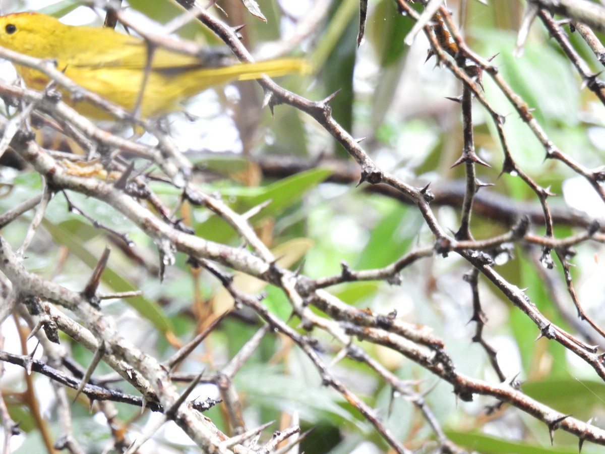 Yellow Warbler (Golden) - ML612785106