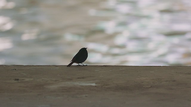 Plumbeous Redstart - ML612785140