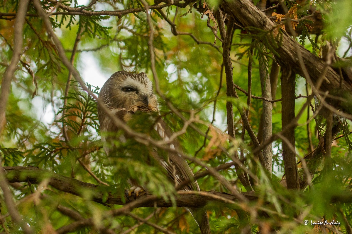 Northern Saw-whet Owl - ML612785147