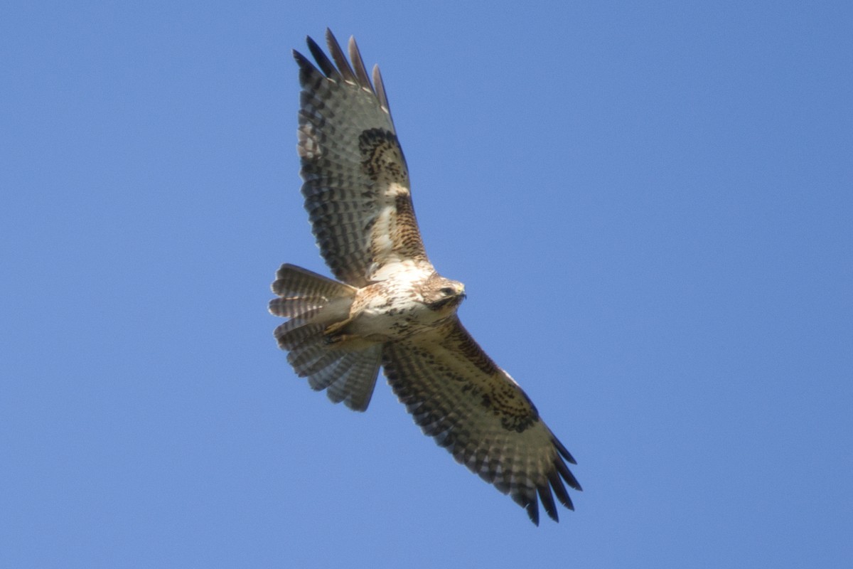 Mäusebussard - ML612785148