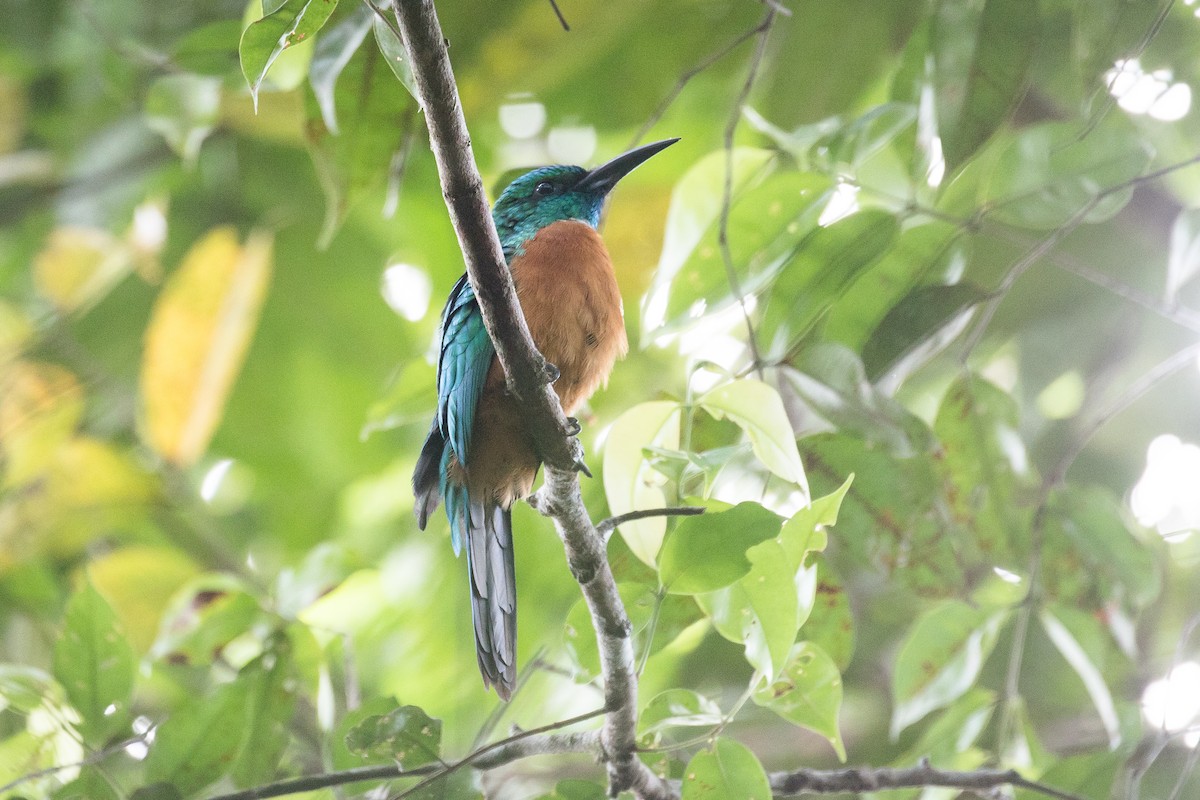 Great Jacamar - Niels Poul Dreyer