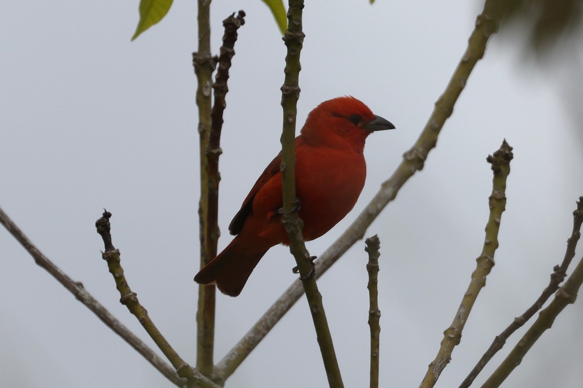 Hepatic Tanager - ML612785185