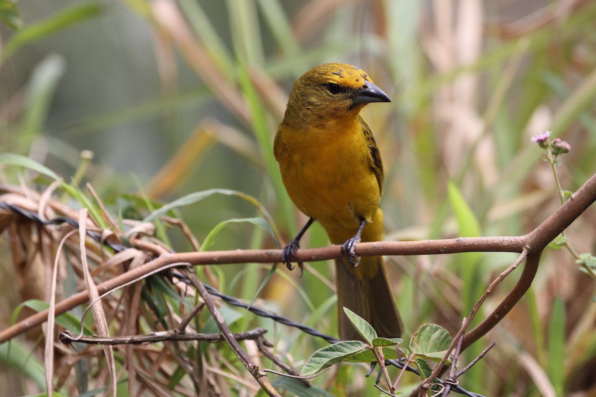 Hepatic Tanager - ML612785190