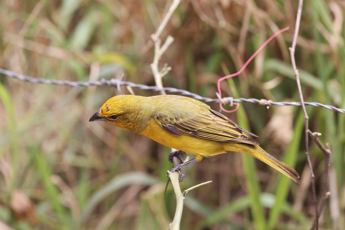 Hepatic Tanager - ML612785195