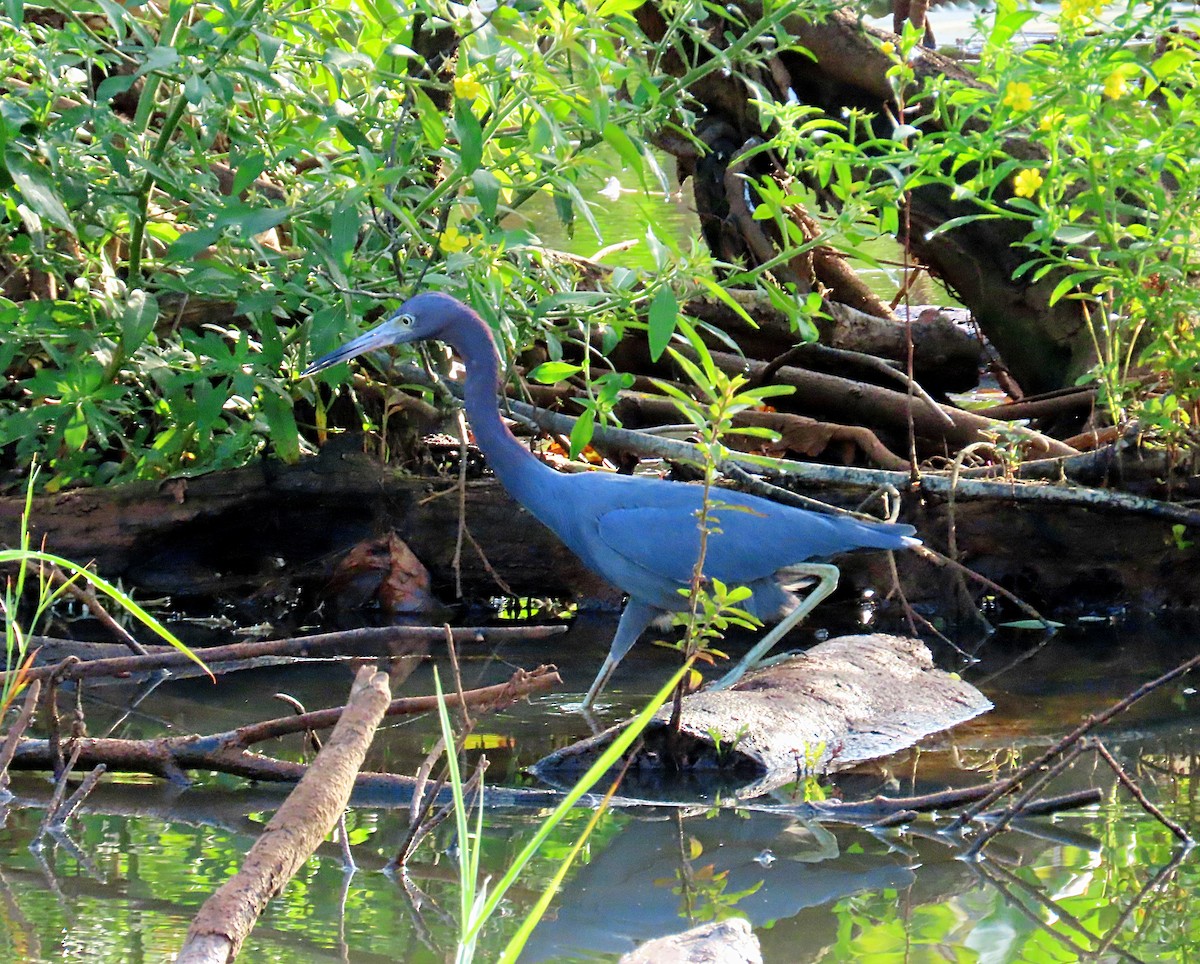 Little Blue Heron - ML612785209