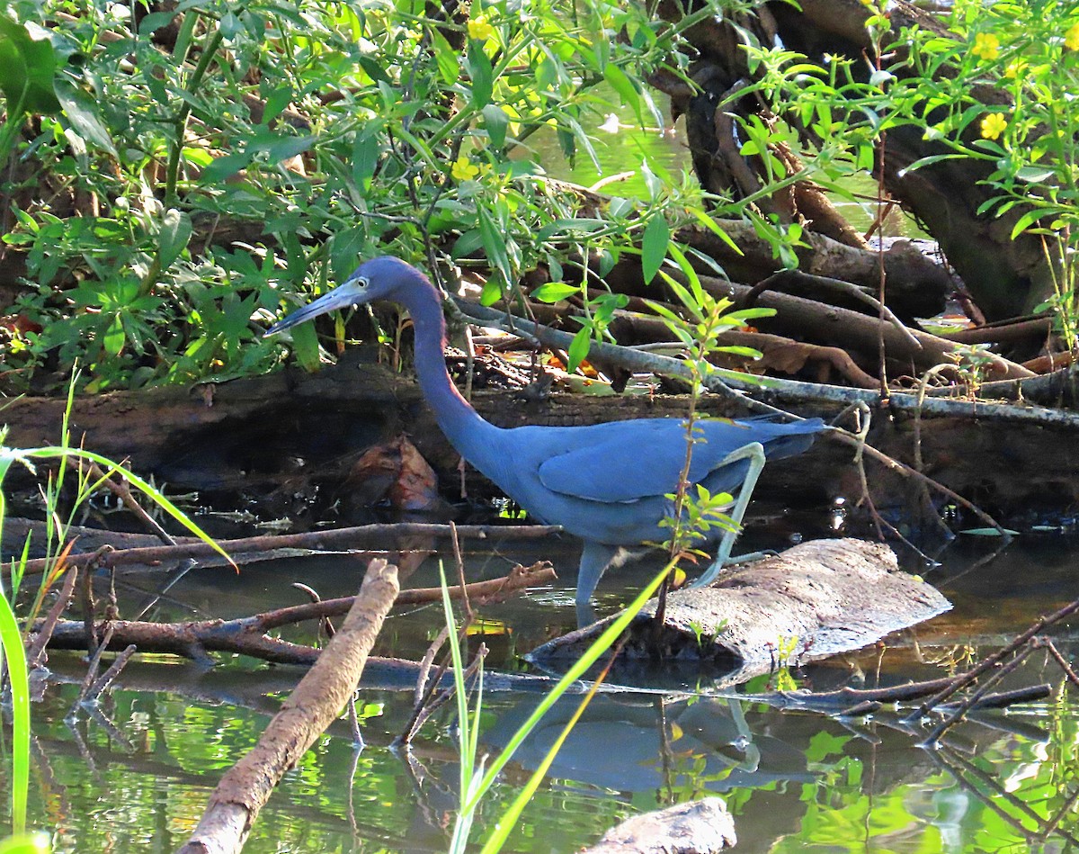 Little Blue Heron - ML612785210