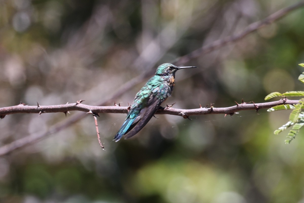 White-vented Violetear - Charles Davies