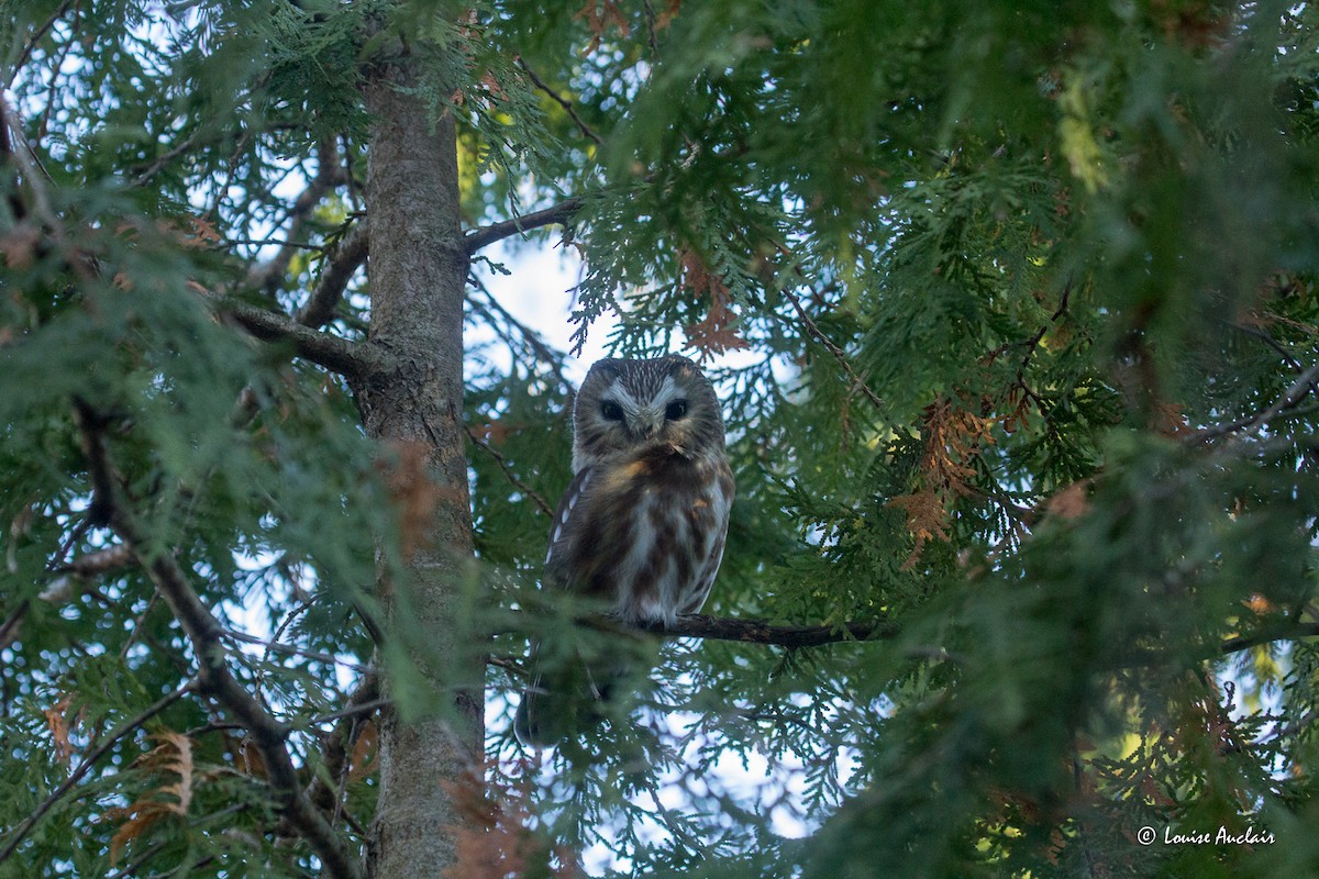 Northern Saw-whet Owl - ML612785268