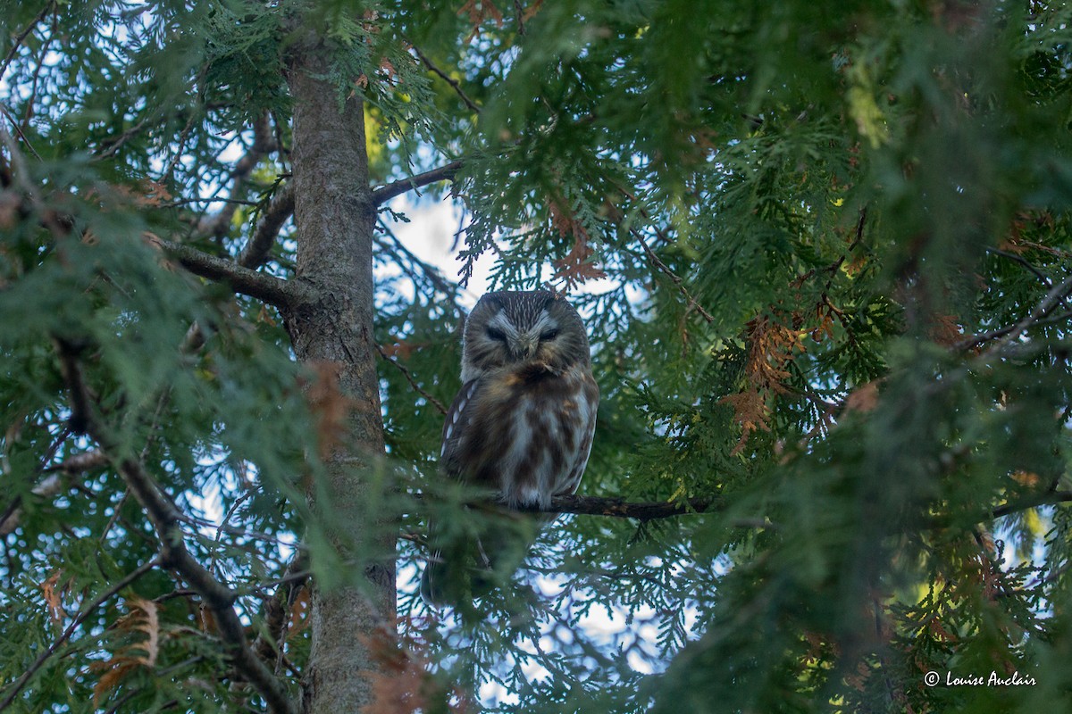 Northern Saw-whet Owl - ML612785269