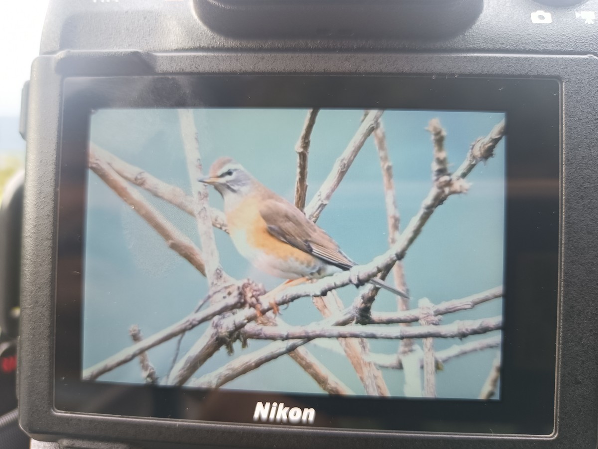 Халиун хөөндэй - ML612785272