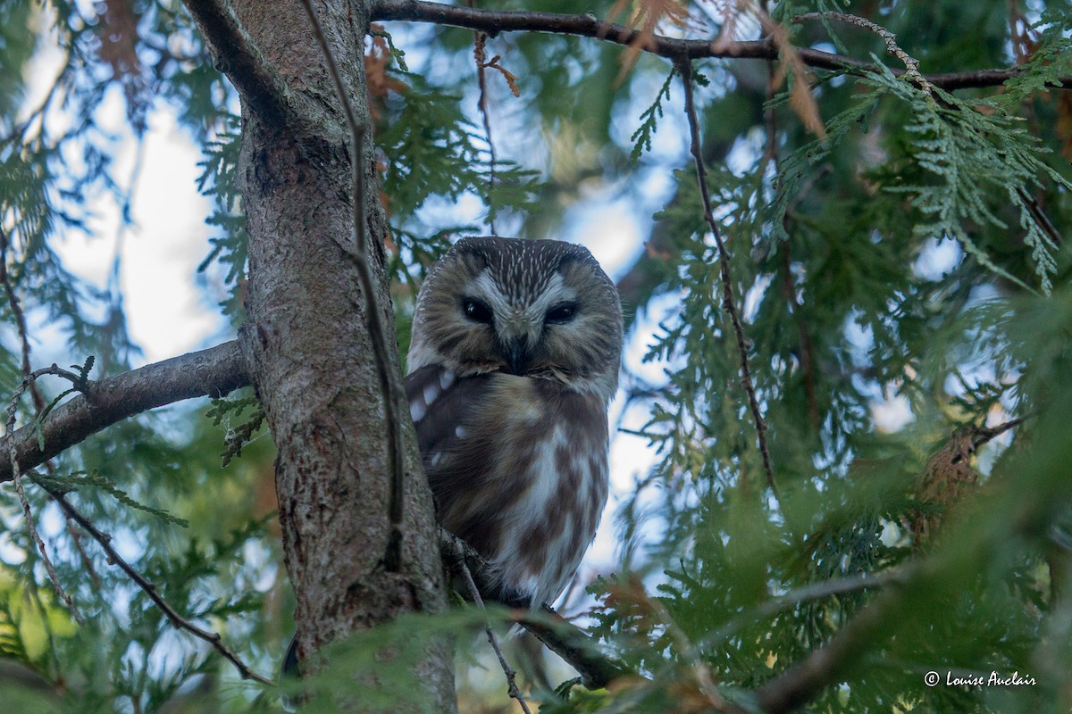 Northern Saw-whet Owl - ML612785280