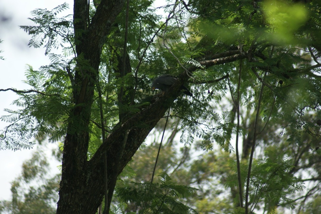African Harrier-Hawk - ML612785333