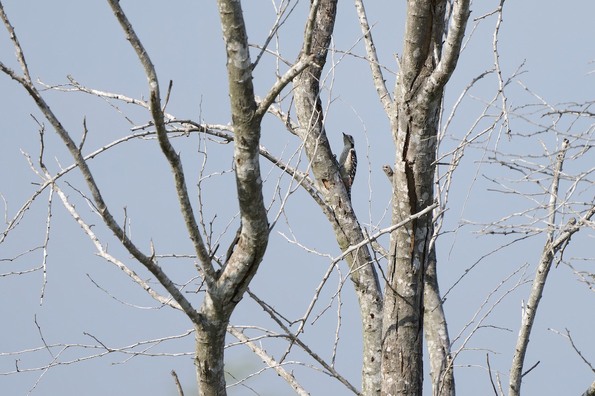 Freckle-breasted Woodpecker - ML612785412