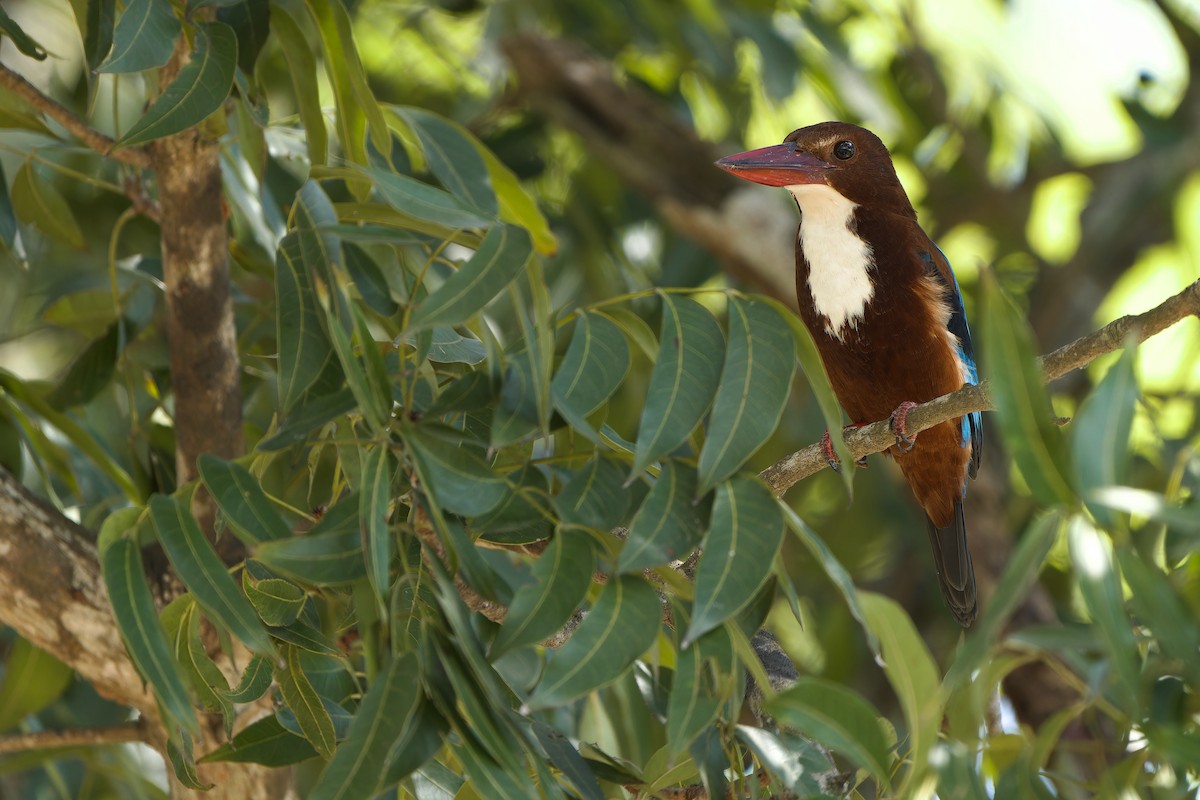 White-throated Kingfisher - ML612785417