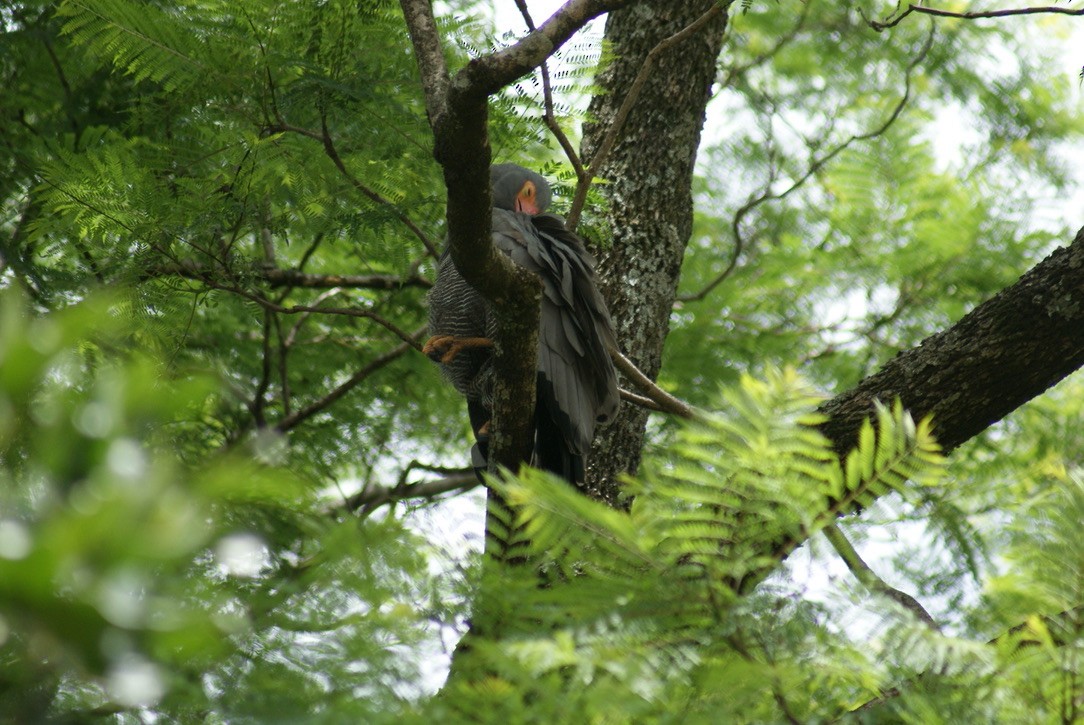 African Harrier-Hawk - ML612785441