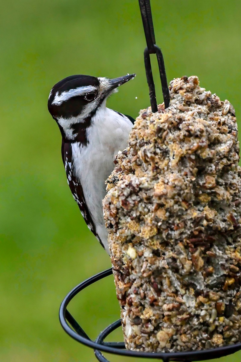 Hairy Woodpecker - ML612785511