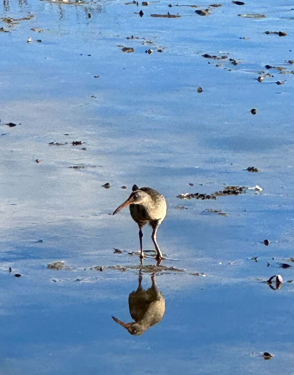 Clapper Rail - ML612785614