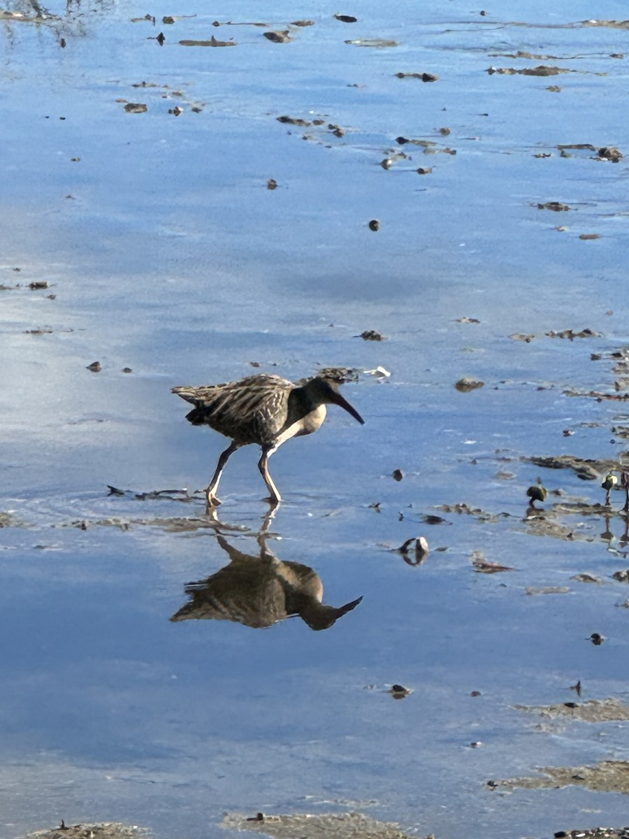 Clapper Rail - ML612785615