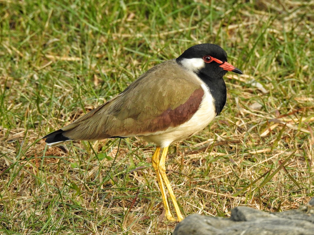 Red-wattled Lapwing - Sukhwant S Raj
