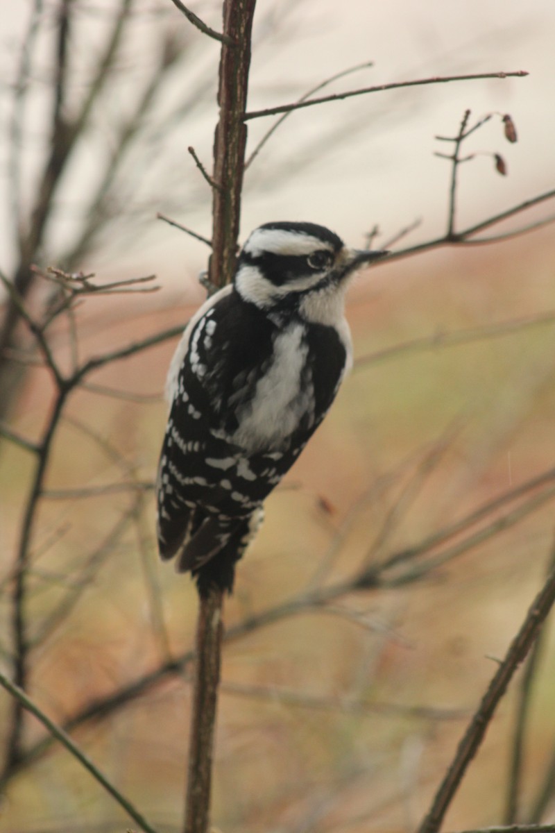 Downy Woodpecker - ML612785658