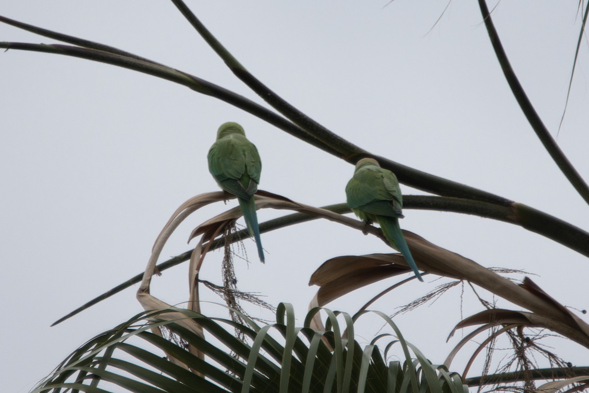 Rose-ringed Parakeet - ML612785718