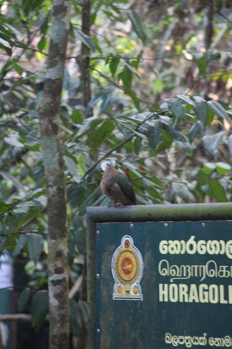 Asian Emerald Dove - ML612785737