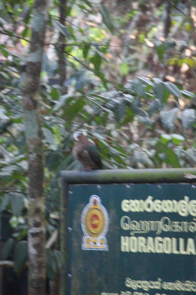 Asian Emerald Dove - ML612785750