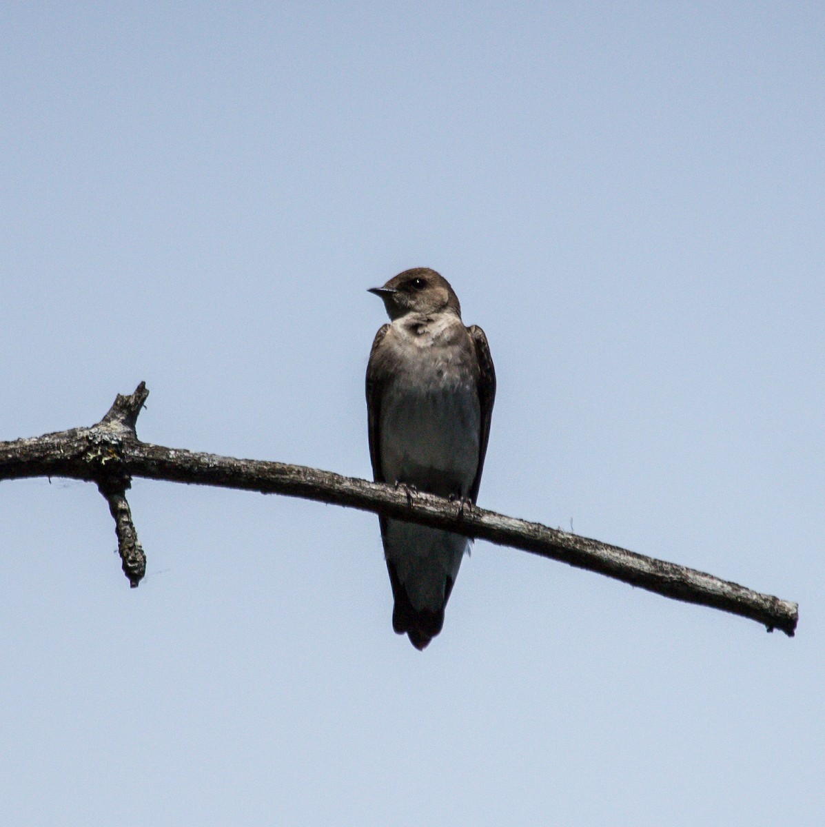 Northern Rough-winged Swallow - Rail Whisperer