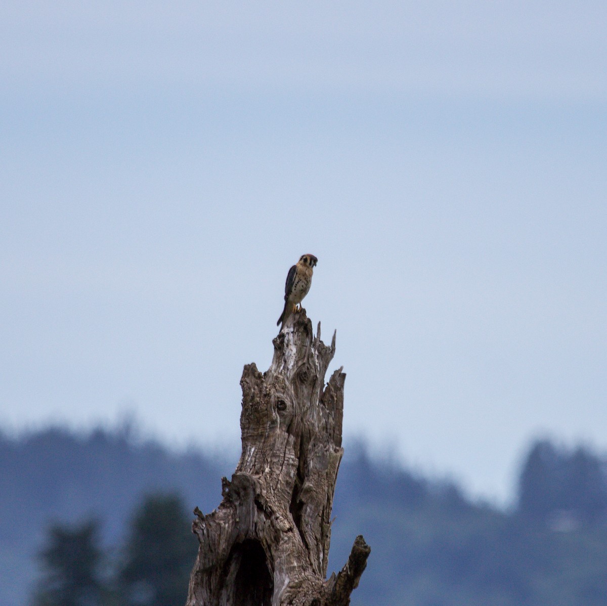 American Kestrel - ML612785777