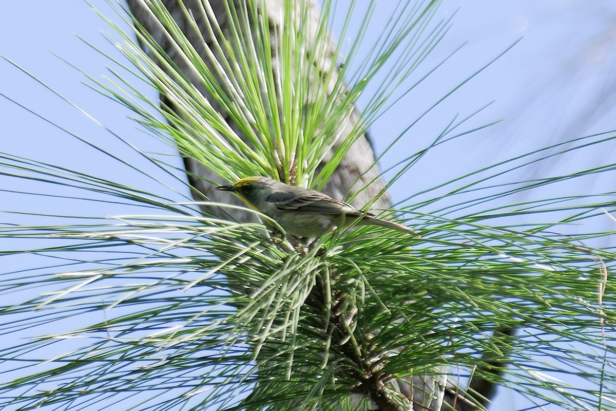 Olive-capped Warbler - ML612785782