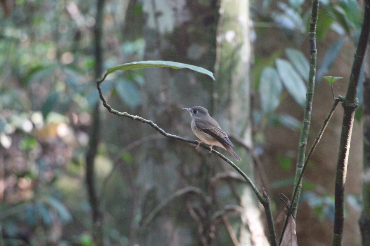 Brown-breasted Flycatcher - ML612785806