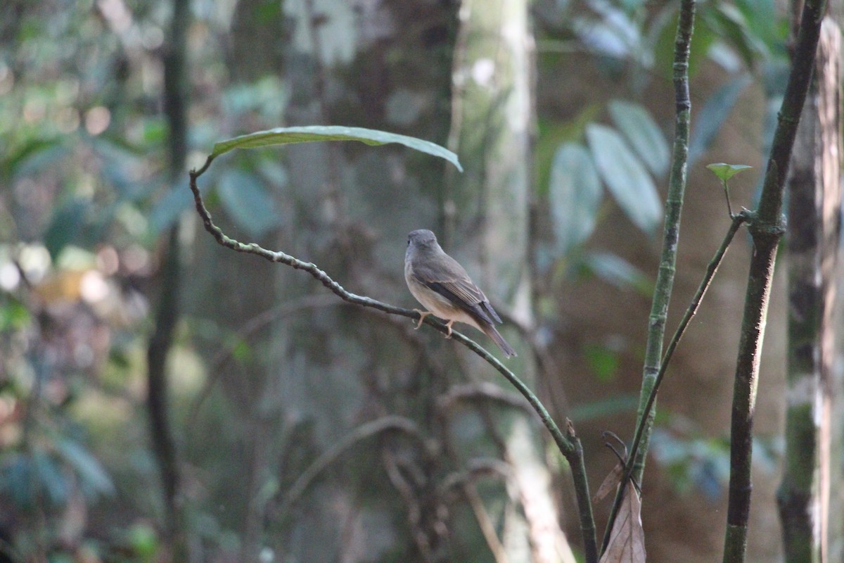 Brown-breasted Flycatcher - ML612785807