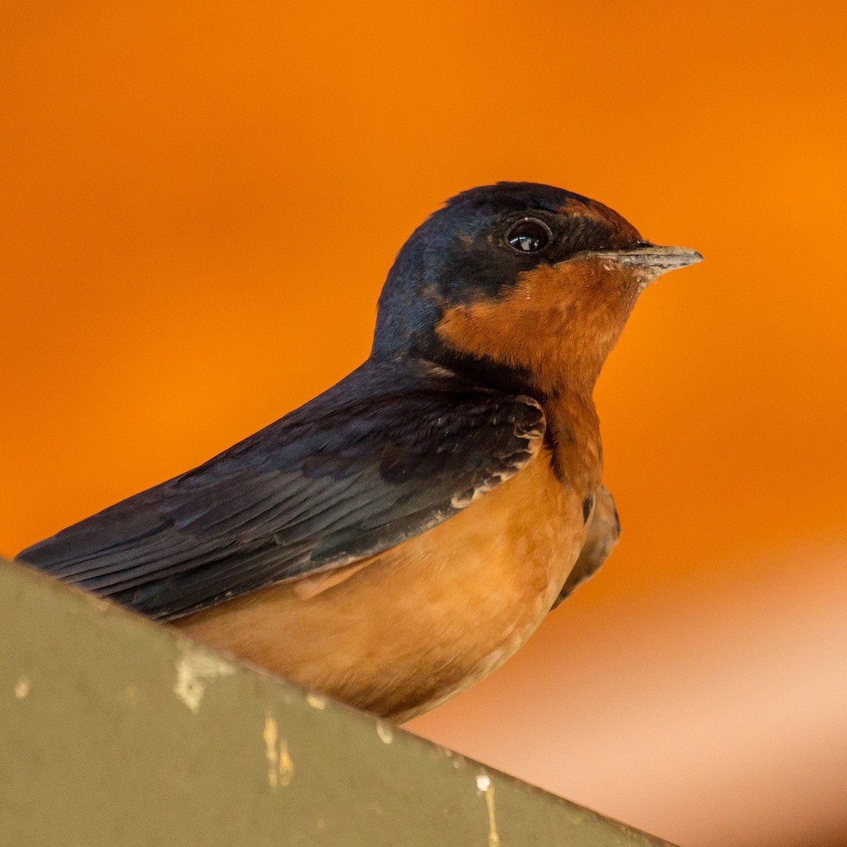 Barn Swallow - Rail Whisperer