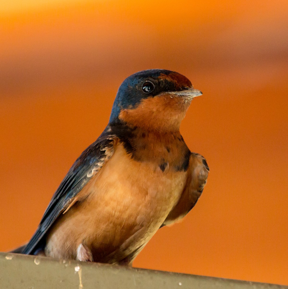 Barn Swallow - Rail Whisperer