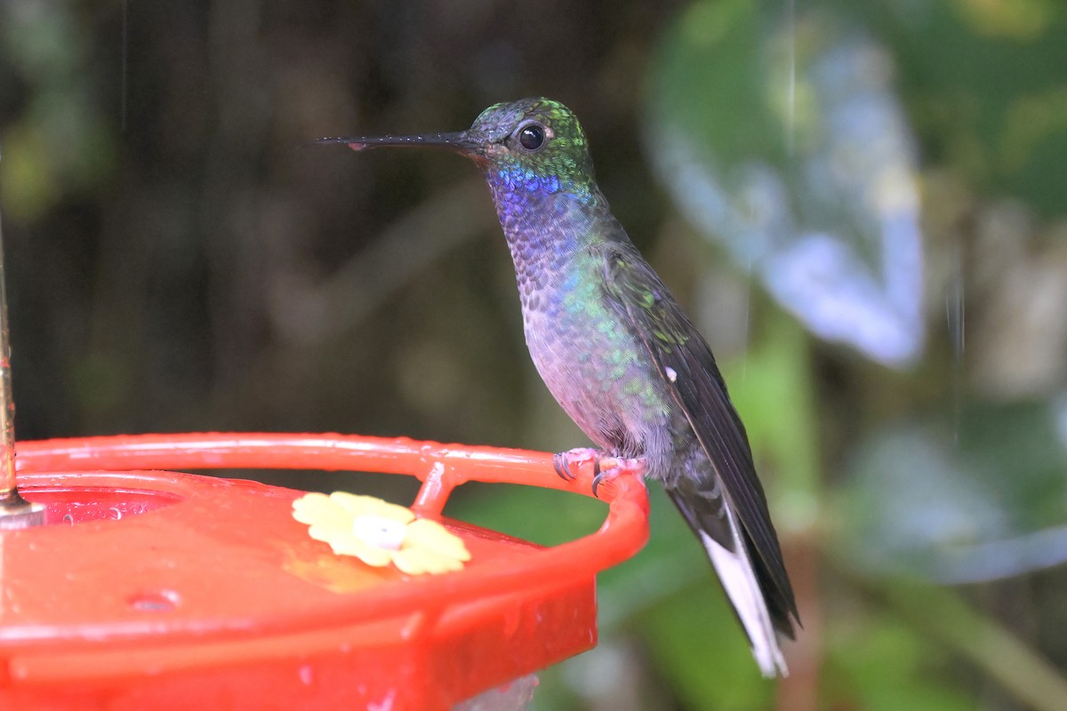 Green-backed Hillstar - ML612785894