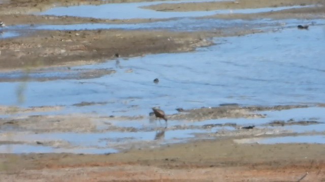 Hudsonian Godwit - ML612785899