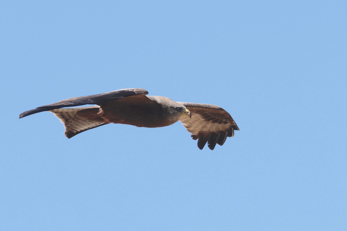 Black Kite (Yellow-billed) - ML612785946