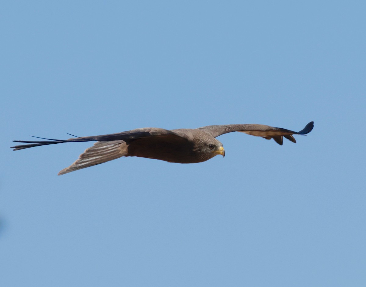 Black Kite (Yellow-billed) - ML612785947