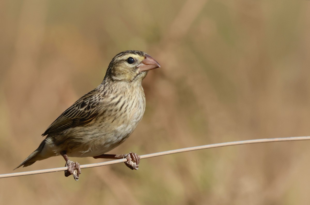 Southern Red Bishop - ML612785957