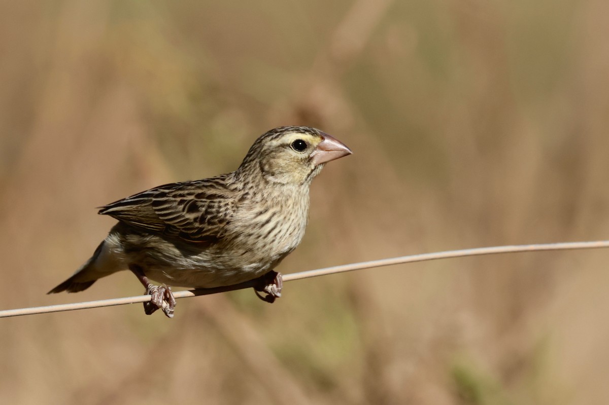 Southern Red Bishop - ML612785958