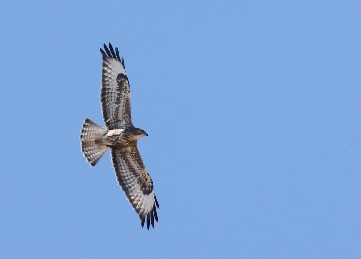 Common Buzzard - ML612785974