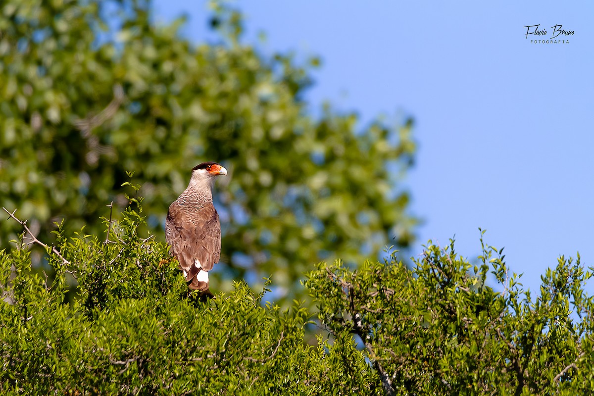 Crested Caracara - ML612785994