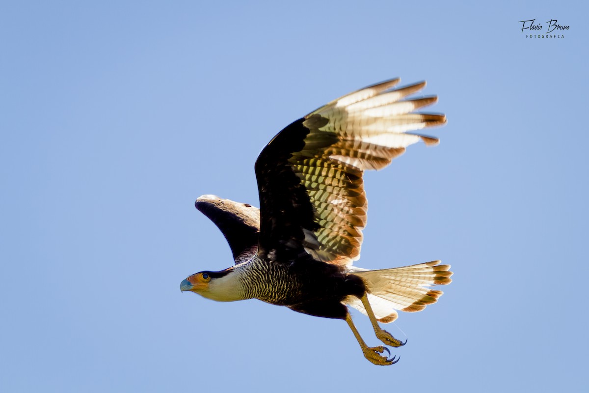 Crested Caracara - ML612785995