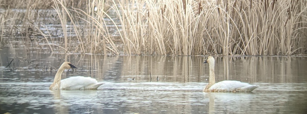 Trumpeter Swan - ML612786097