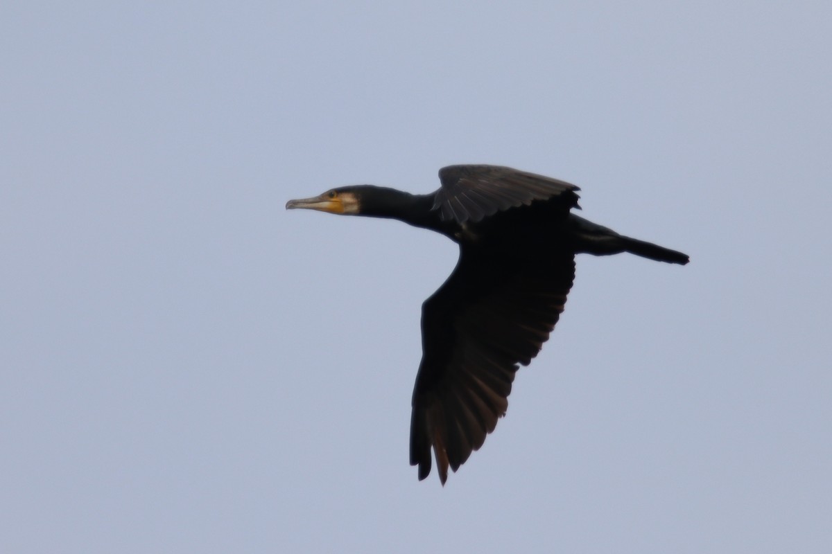 Great Cormorant - ML612786141