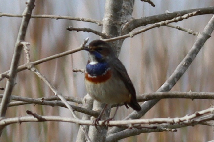 Bluethroat - ML612786151