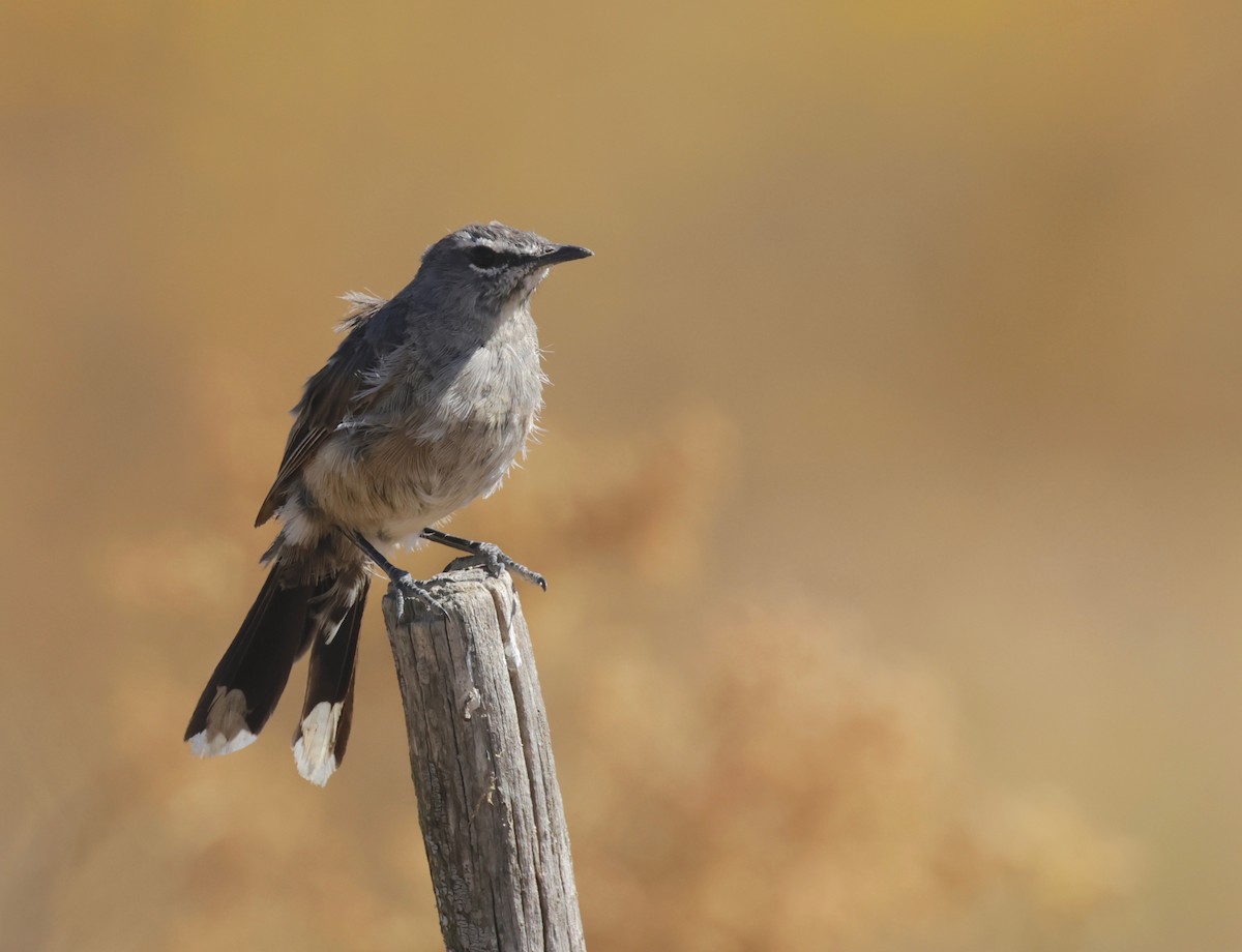 Karoo Scrub-Robin - ML612786188